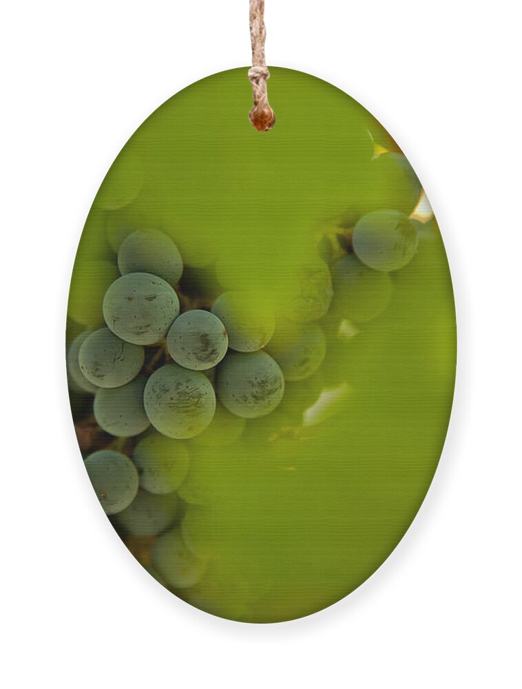 Abstract Ornament featuring the photograph Harvest Season 2 by Jonathan Nguyen