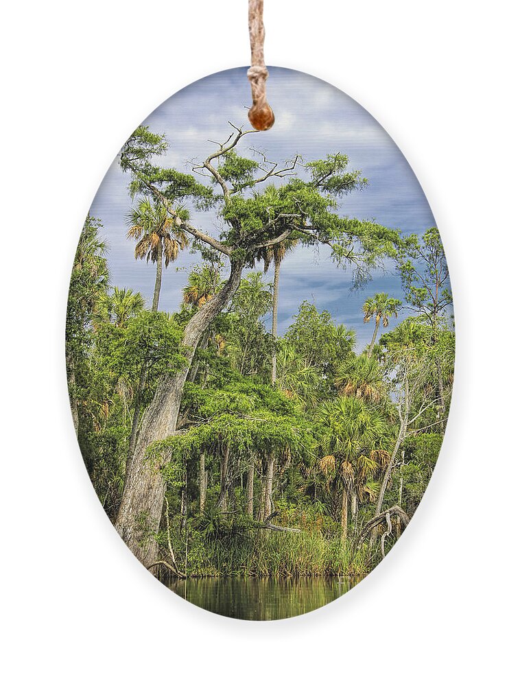 Otter Creek Ornament featuring the photograph Hatrack Cypress by Barbara Bowen