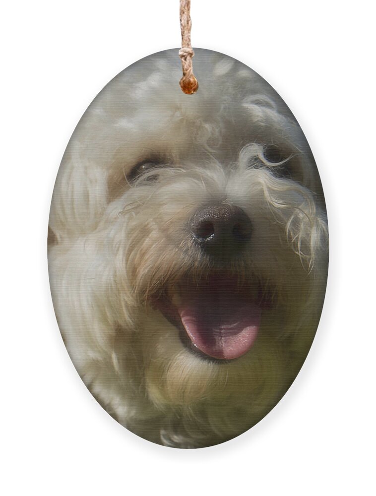 Dog Ornament featuring the photograph Havachon by Weir Here And There