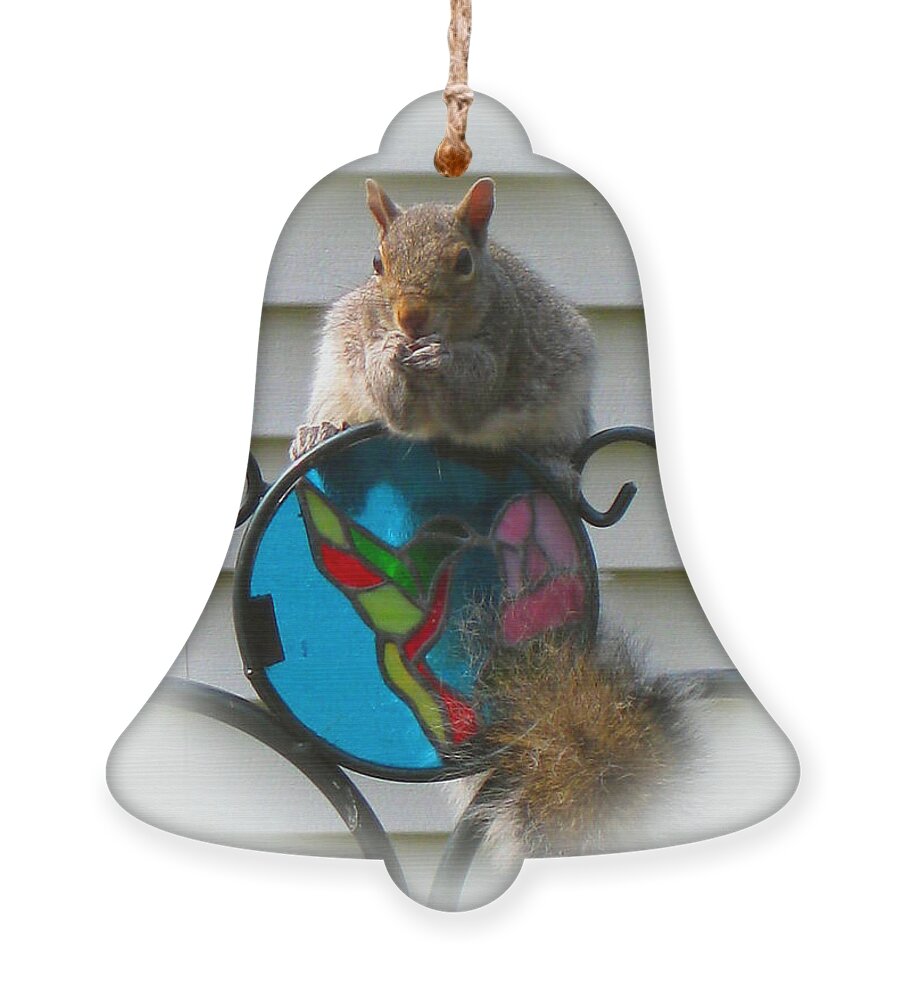 Squirrel Ornament featuring the photograph Having A Snack by Judy Palkimas
