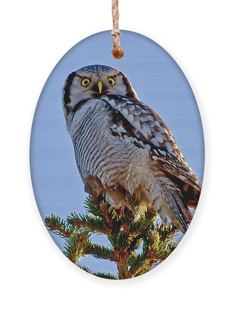 Hawk Owl Square Ornament featuring the photograph Hawk Owl square by Torbjorn Swenelius