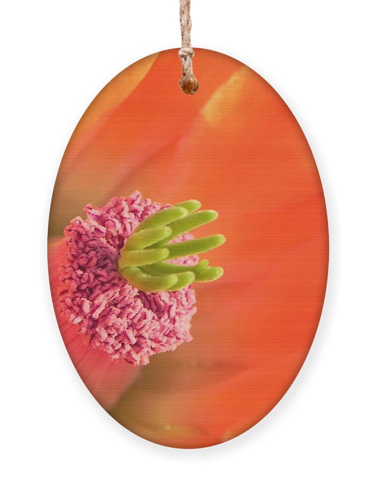 Cactus Ornament featuring the photograph Hedgehog Cactus Flower by Deb Halloran