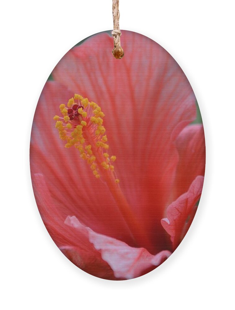 Hibiscus Ornament featuring the photograph Hibiscus Beauty by Linda Bailey