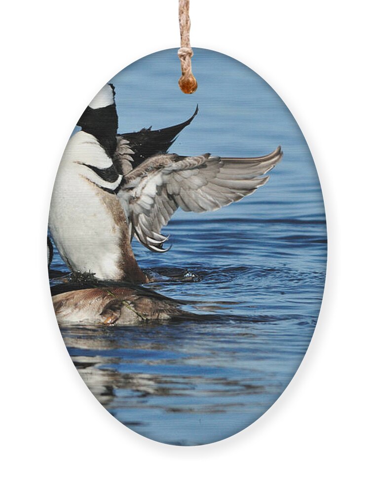  Hooded Merganser Ornament featuring the photograph Hooded Mergansers by Bradford Martin