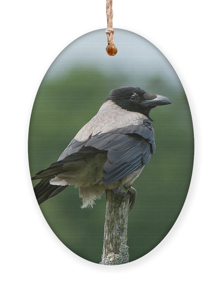 Hoodiecrow Ornament featuring the photograph Hoodiecrow by Torbjorn Swenelius