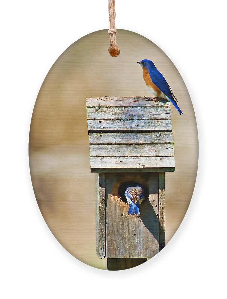 ackyard Birds Ornament featuring the photograph House Hunting by Lana Trussell