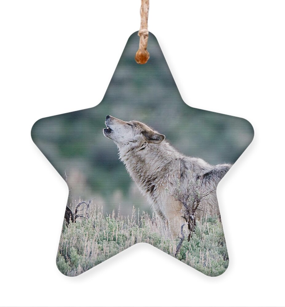 Howling Wolf Ornament by Max Waugh Pixels