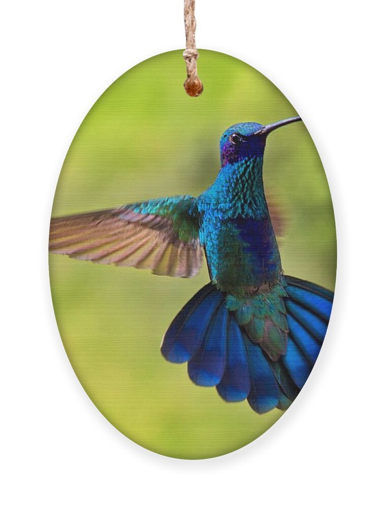 Splendour Ornament featuring the photograph Hummingbird Splendour by Al Bourassa