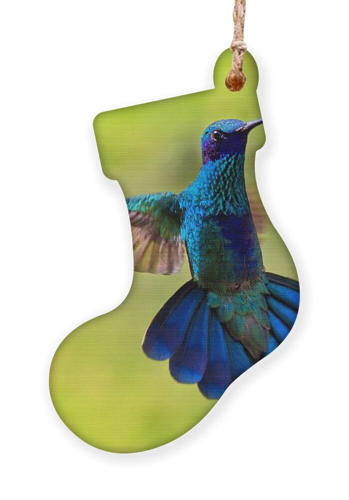 Splendour Ornament featuring the photograph Hummingbird Splendour by Al Bourassa
