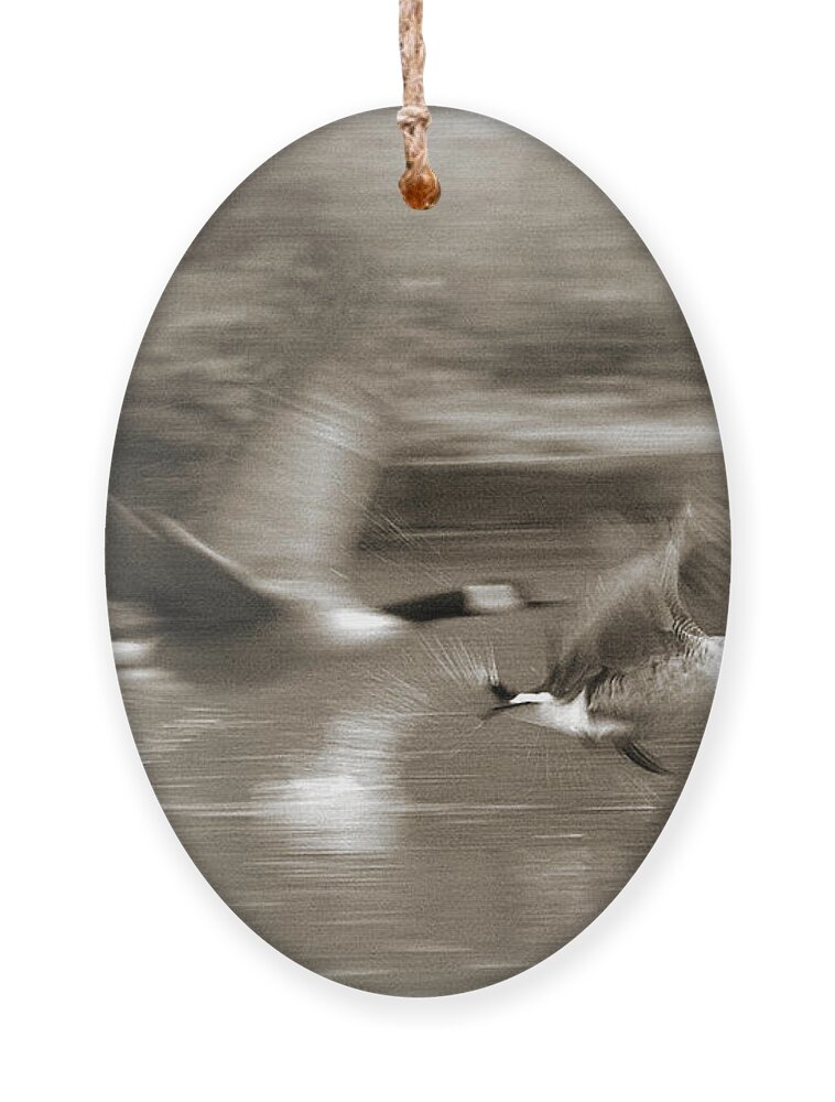 Canada Geese Ornament featuring the photograph In a Blur of Feathers by Jeremy Hayden