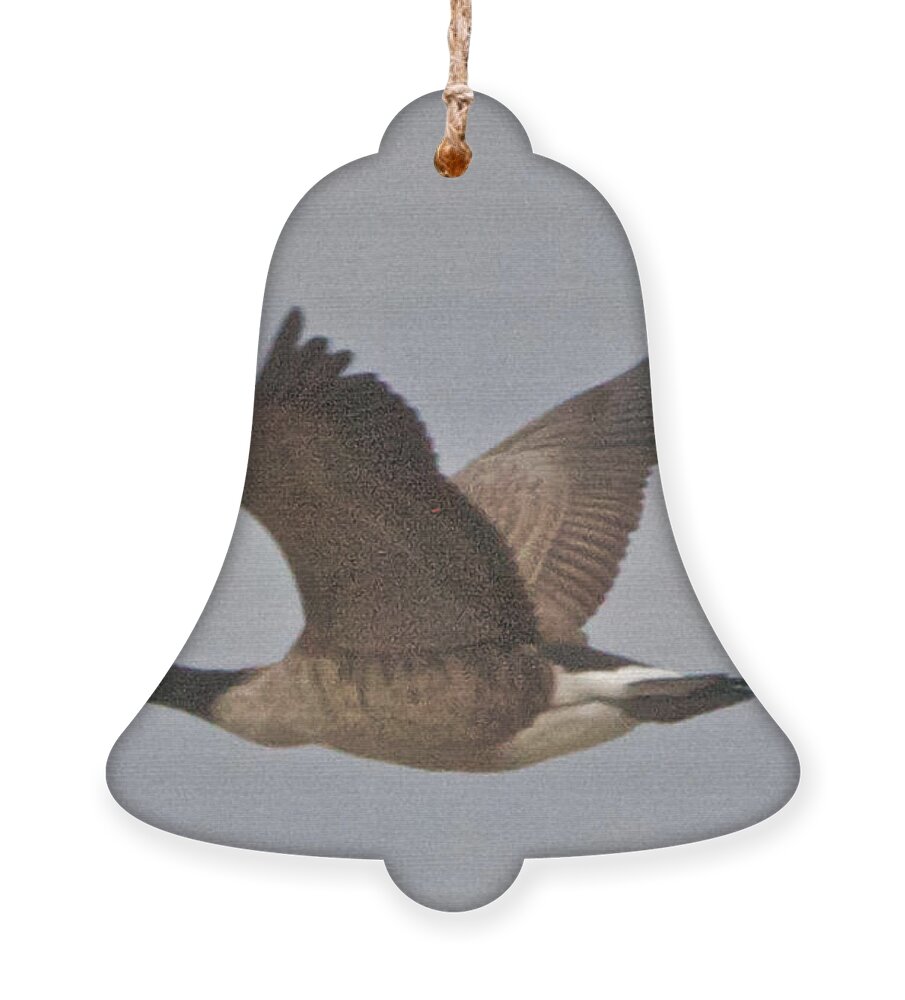 Canadian Geese Ornament featuring the photograph In Flight by William Norton