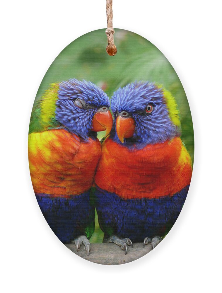 Parrots Ornament featuring the photograph In Love Lorikeets by Peggy Franz
