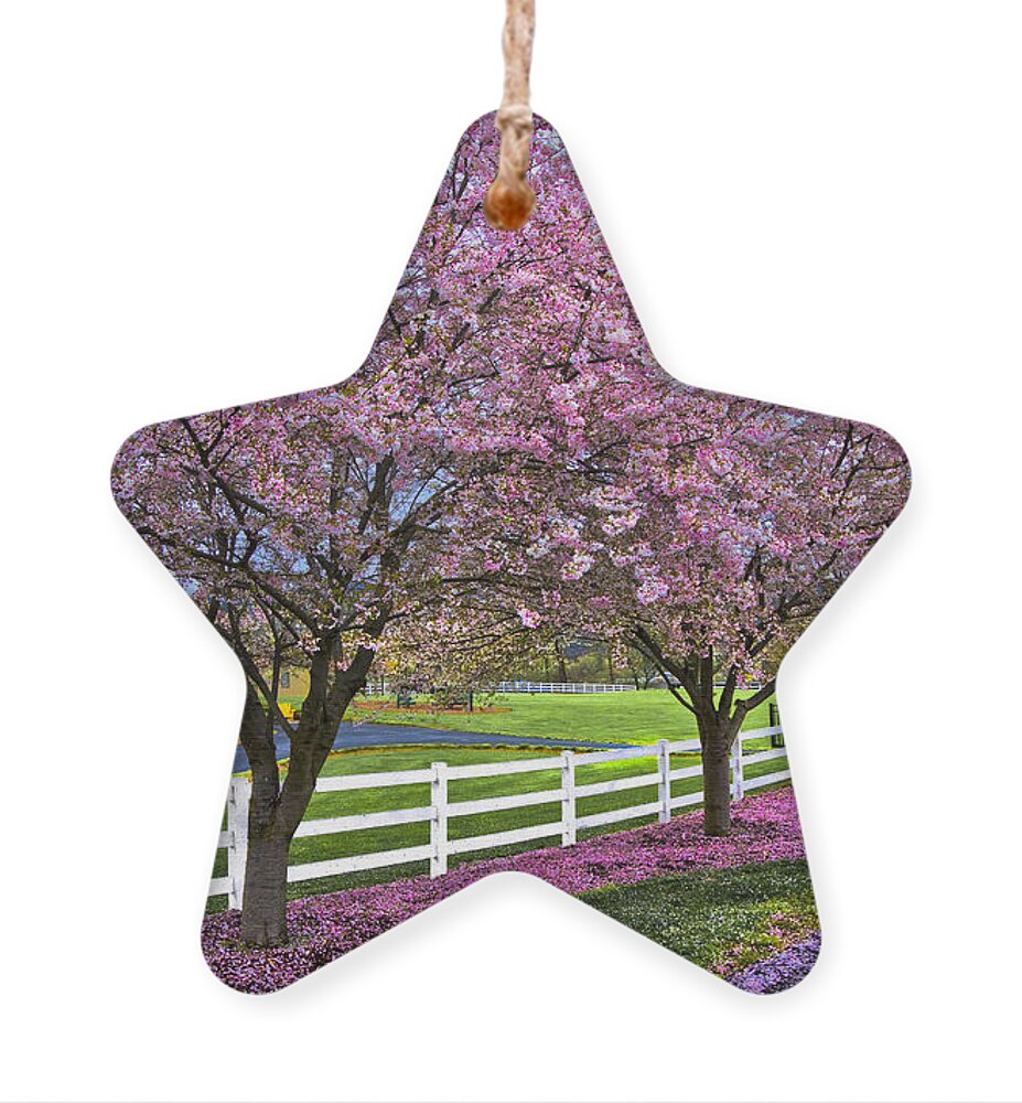Andrews Ornament featuring the photograph In The Pink by Debra and Dave Vanderlaan