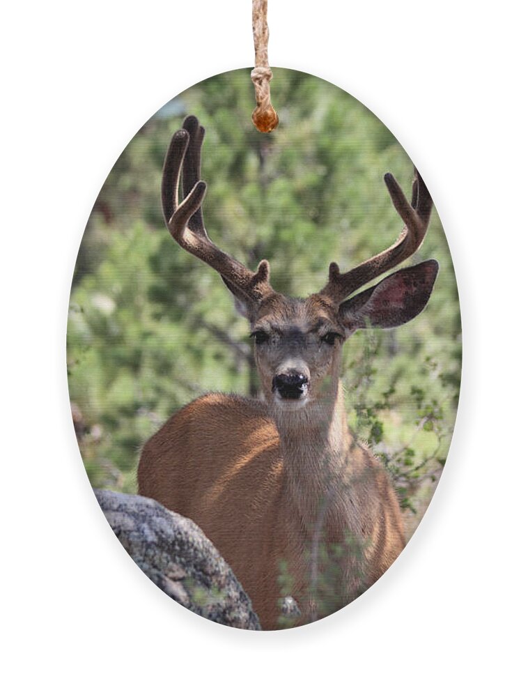 Mule Deer Ornament featuring the photograph In The Shade by Shane Bechler
