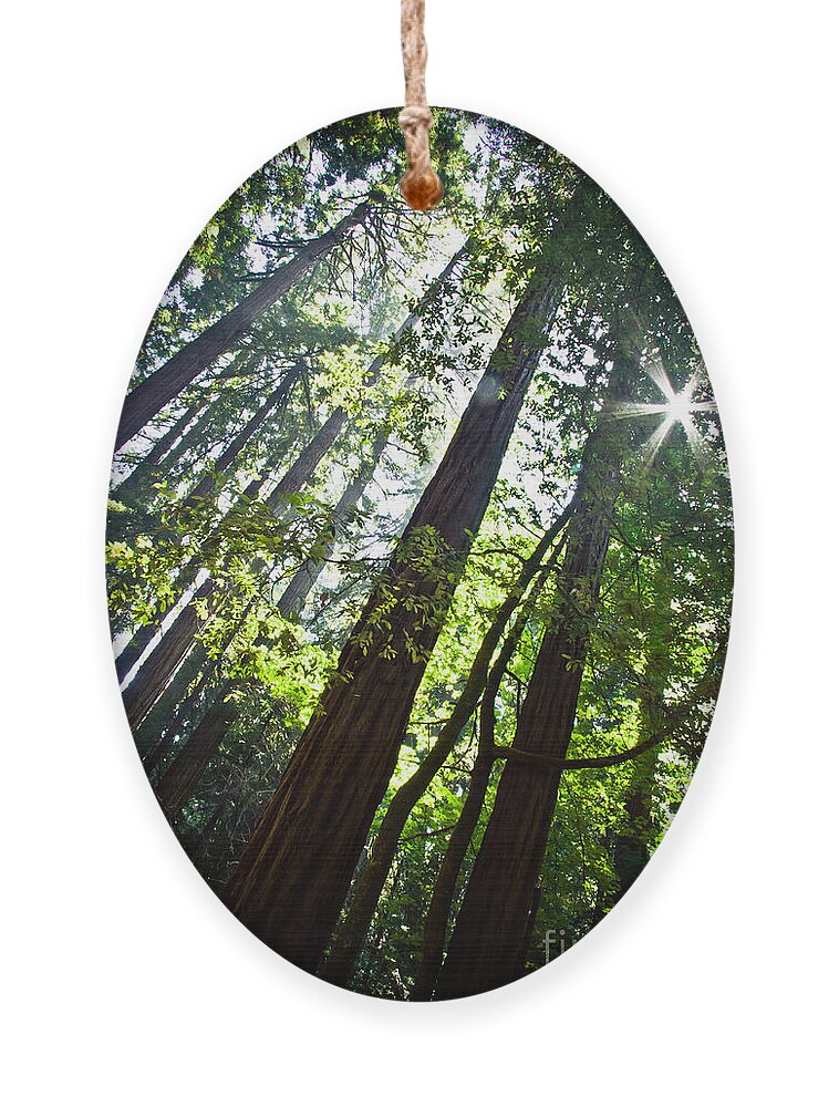 Trees Ornament featuring the photograph In The Woods by Ana V Ramirez