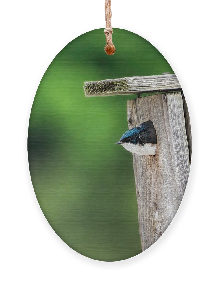 Bird Ornament featuring the photograph Indecision by Jai Johnson