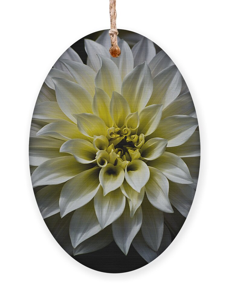 Botanical Ornament featuring the photograph Inner Glow by Christi Kraft