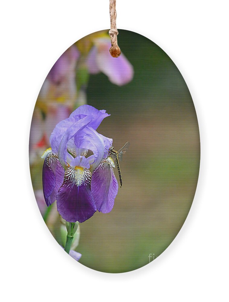 Iris Germanica Ornament featuring the photograph Iris and the Dragonfly 1 by Jai Johnson
