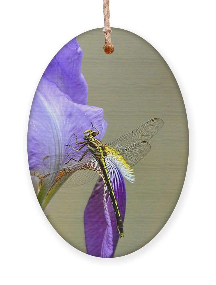 Iris Germanica Ornament featuring the photograph Iris and the Dragonfly 2 by Jai Johnson