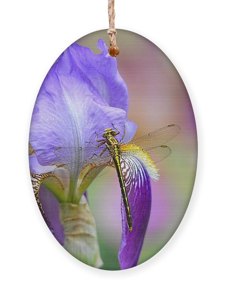 Iris Germanica Ornament featuring the photograph Iris and the Dragonfly 6 by Jai Johnson