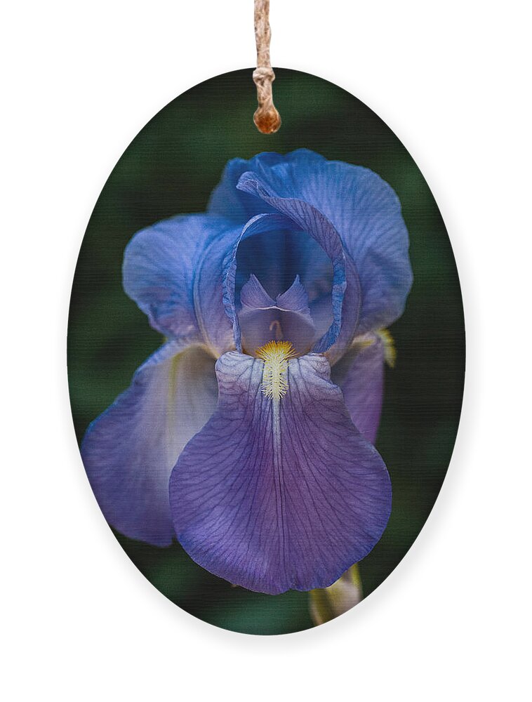 Iris Ornament featuring the photograph Iris by George Buxbaum