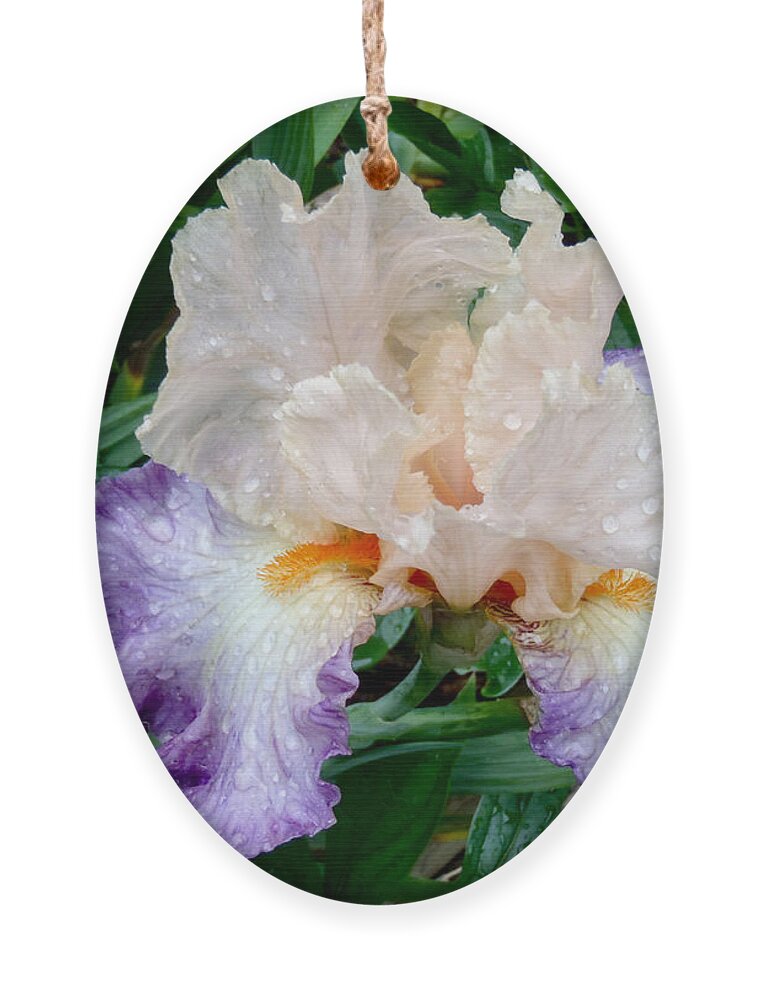 Irresistible Iris Ornament featuring the photograph Irresistible Iris by Roxy Hurtubise