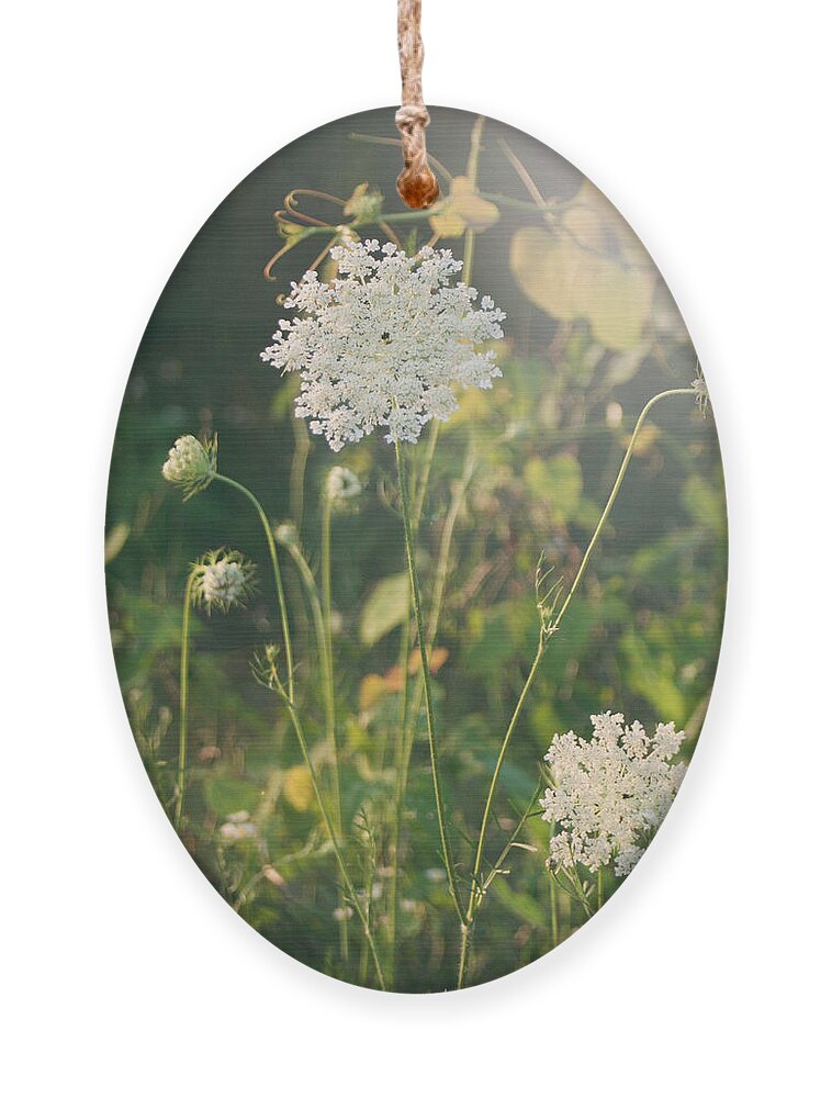 Queen Anne's Lace Ornament featuring the photograph It Was a Summer of Love by Laurie Search