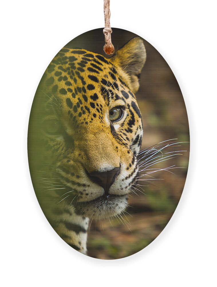 Jaguar Ornament featuring the photograph Jaguar by Raul Rodriguez