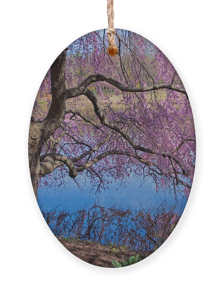 Meadowlark Botanical Gardens Ornament featuring the photograph Japanese Weeping Cherry by Suzanne Stout