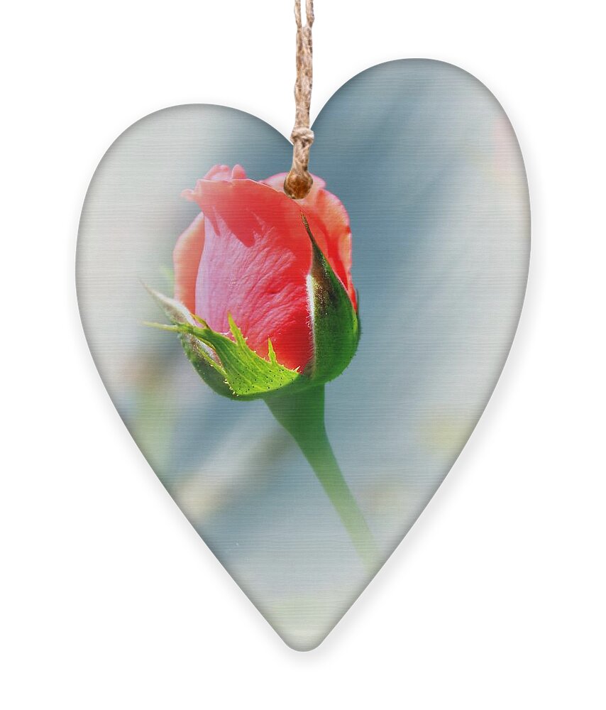Rose Ornament featuring the photograph Just A Bud by Judy Palkimas