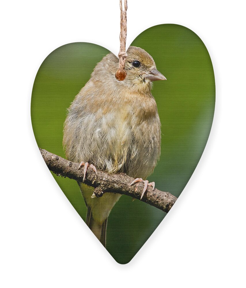 American Goldfinch Ornament featuring the photograph Juvenile American Goldfinch by Jeff Goulden