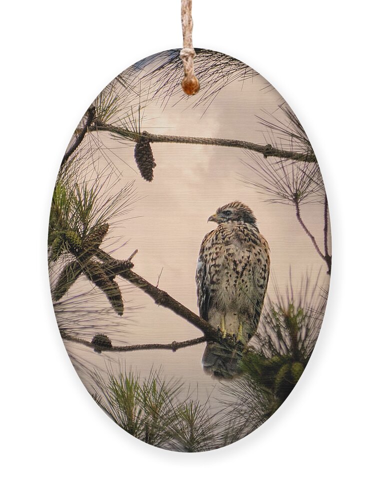 Bird Art Ornament featuring the photograph Juvenile Red Shouldered Hawk 06.07.2014 by Jai Johnson