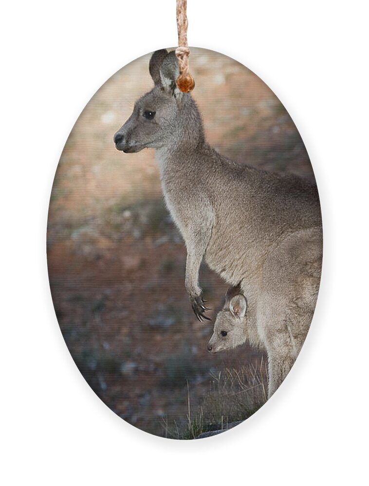 Australia Ornament featuring the photograph Kangaroo and joey by Steven Ralser