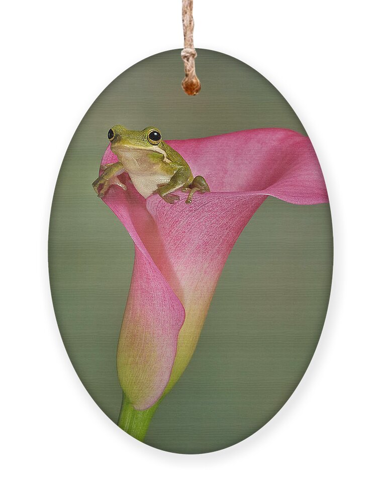 Calla Ornament featuring the photograph Kermit Peeking Out by Susan Candelario