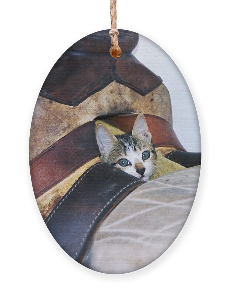 Cat Ornament featuring the photograph Kitty in the Saddle by Kae Cheatham
