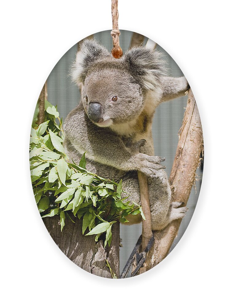 Koala Ornament featuring the photograph Koala by Steven Ralser