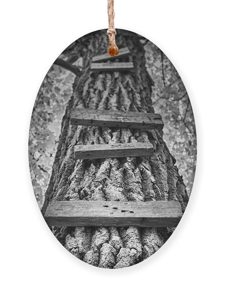 Tree Ornament featuring the photograph Ladder to the Treehouse by Scott Norris