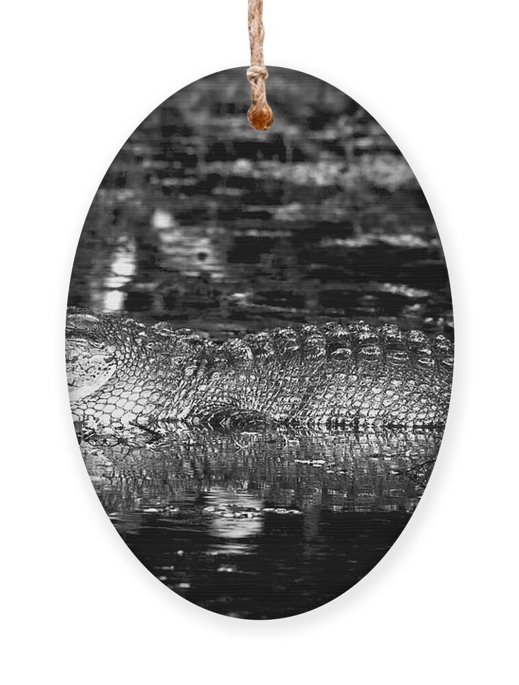 Alligator Ornament featuring the photograph Lazy Gator by Mark Andrew Thomas