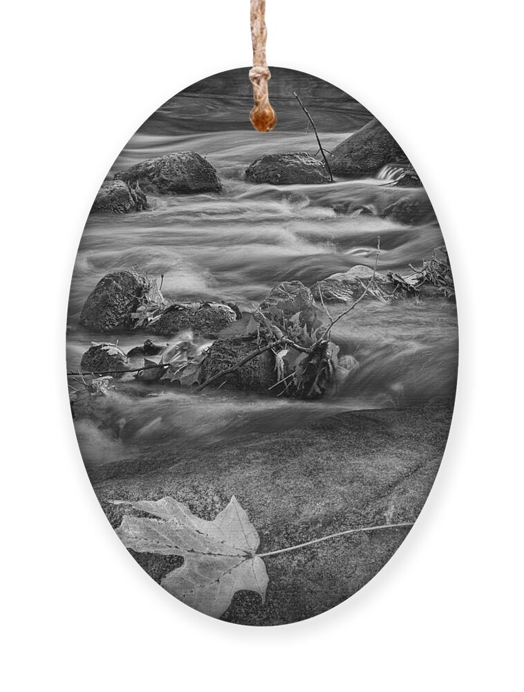 Black And White Ornament featuring the photograph Leaf lying on a Rock by the Thornapple River in Autumn by Randall Nyhof