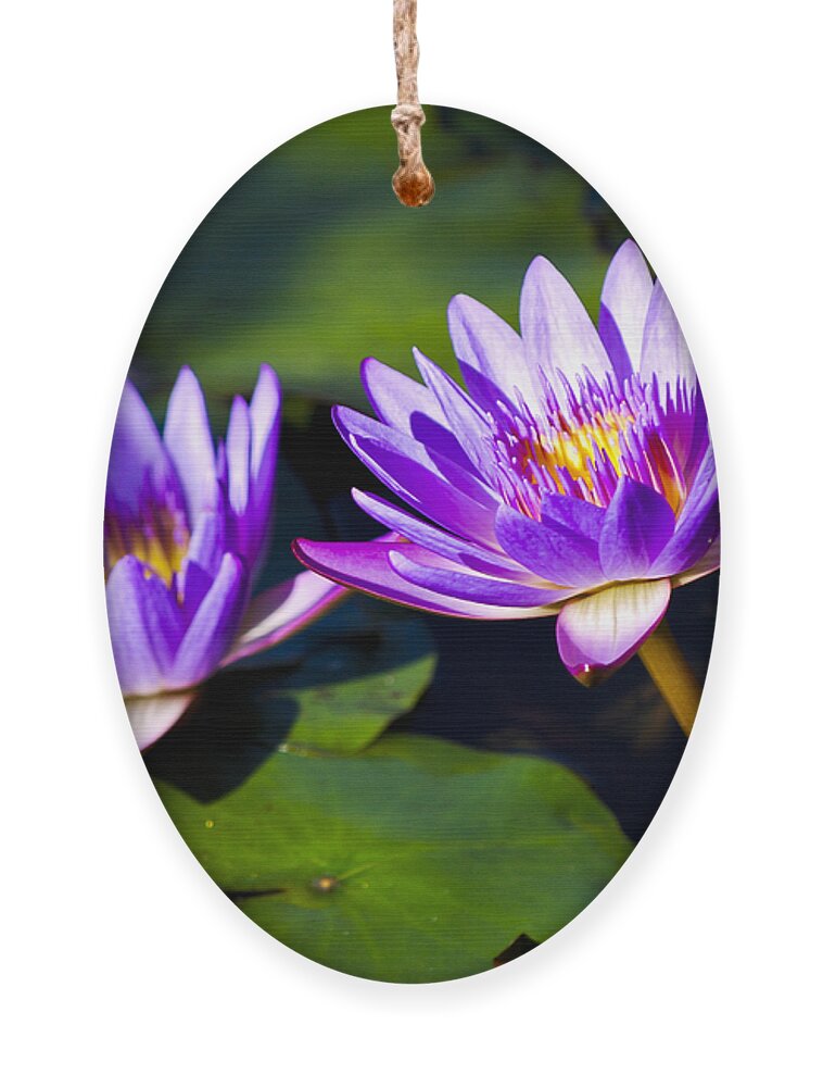 Bloom Ornament featuring the photograph Leaning Lily by Christi Kraft