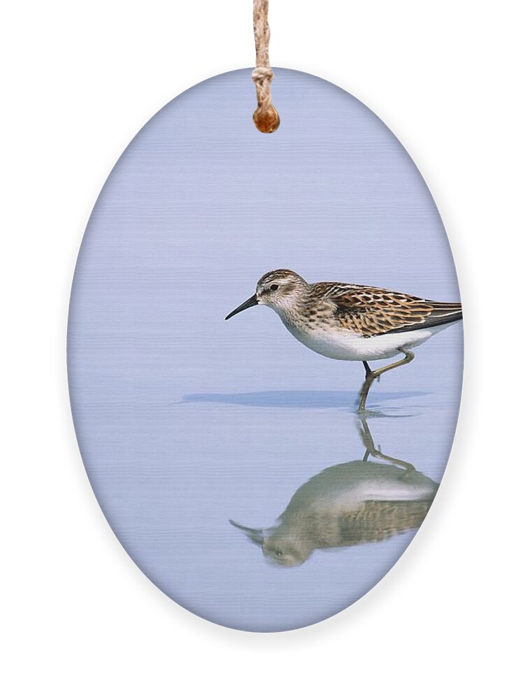 Least Sandpiper Ornament featuring the photograph Least Sandpiper with reflection and shadow by Bradford Martin