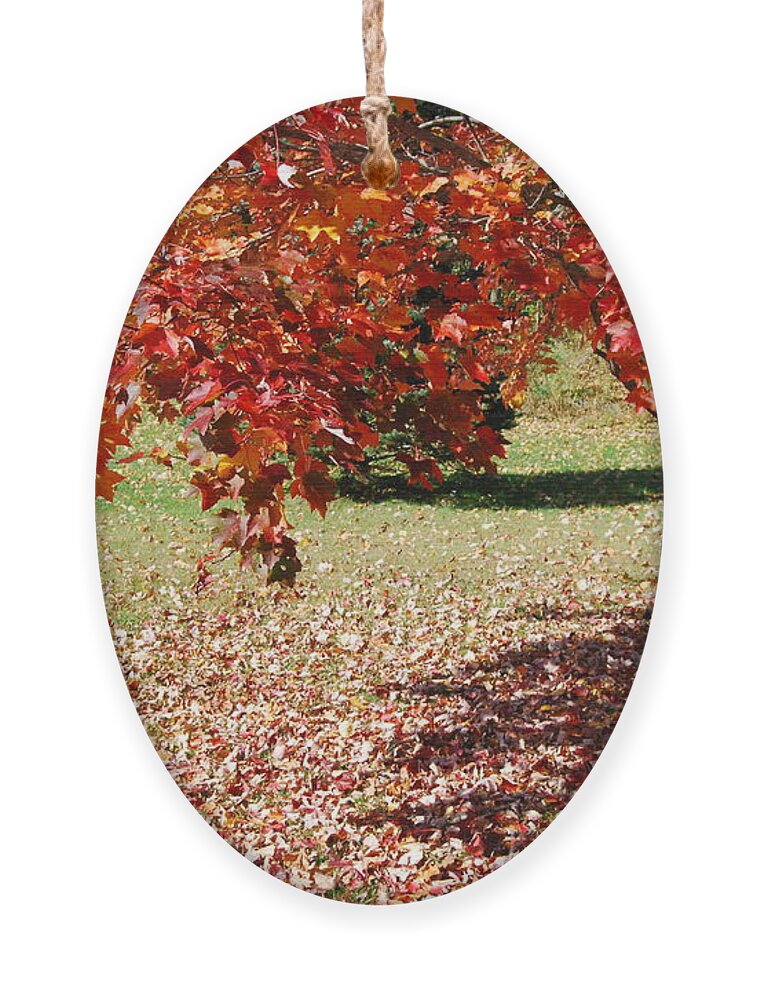 Maple Tree Ornament featuring the photograph Leaves Are Falling by Eunice Miller