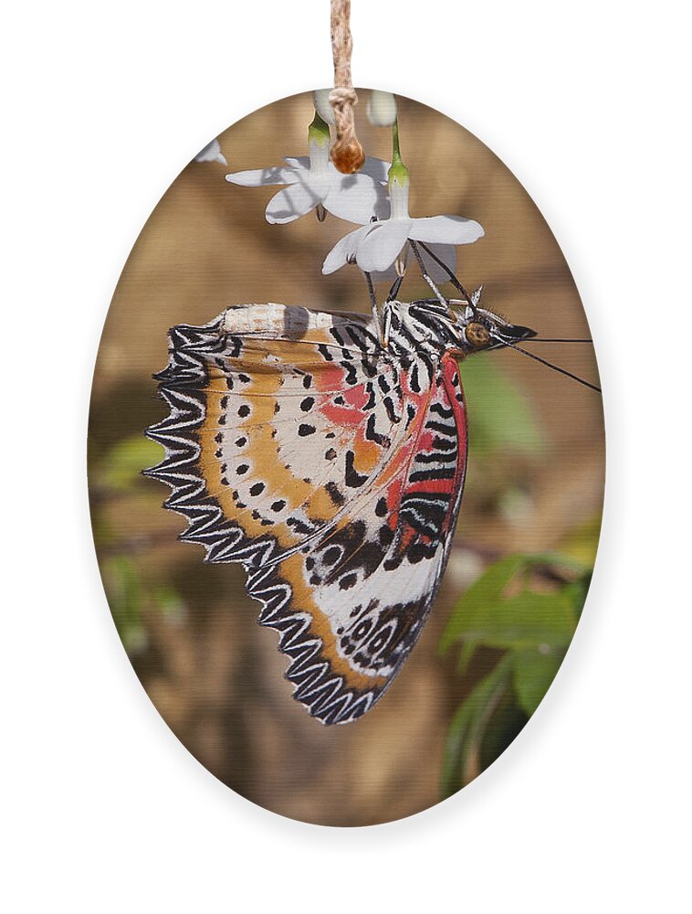 Scenic Ornament featuring the photograph Leopard Lacewing Butterfly DTHU619 by Gerry Gantt