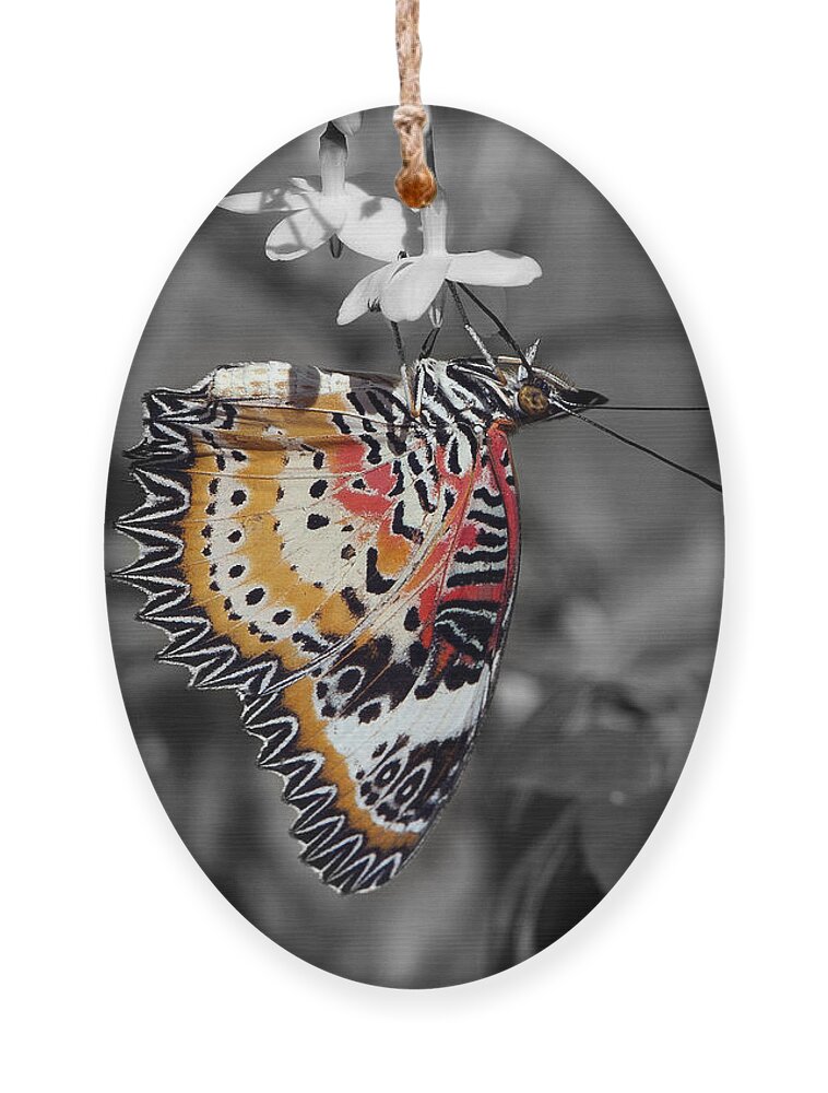 Scenic Ornament featuring the photograph Leopard Lacewing Butterfly DTHU619BW by Gerry Gantt