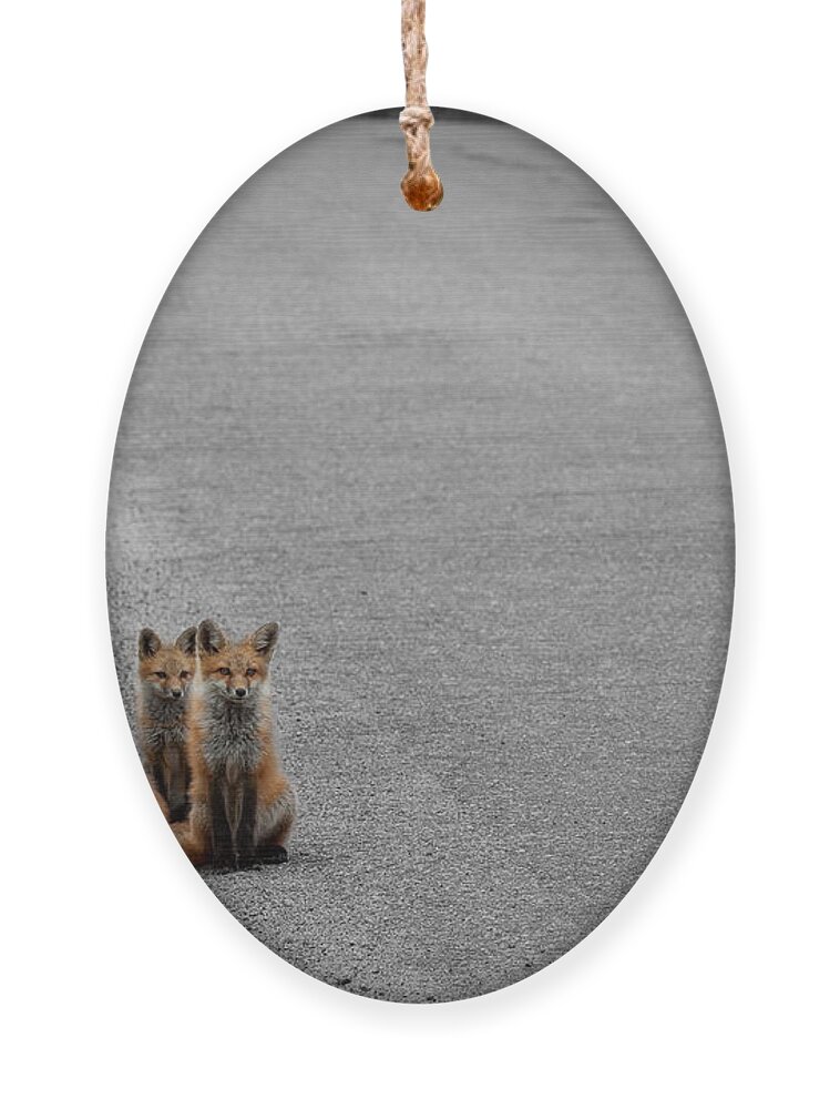 Fox Ornament featuring the photograph Life is an Unknown Highway by Jim Garrison