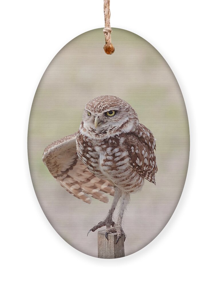 Wildlife Ornament featuring the photograph Little One by Kim Hojnacki