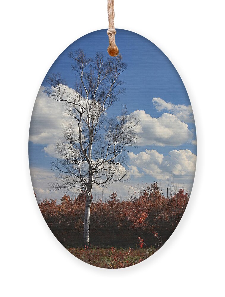 Birch Ornament featuring the photograph Lone Birch by Jayne Carney