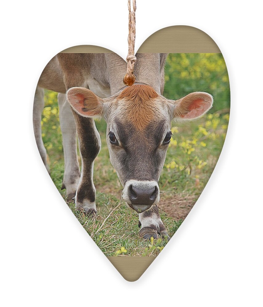 Jersey Cow Ornament featuring the photograph Look Into My Eyes - Jersey Cow - Square by Gill Billington