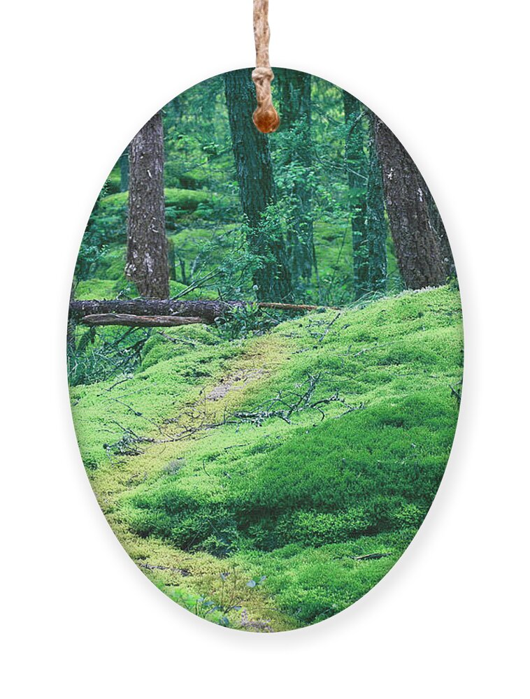 Moss Ornament featuring the photograph Lost on Mossy Trails by Rich Collins
