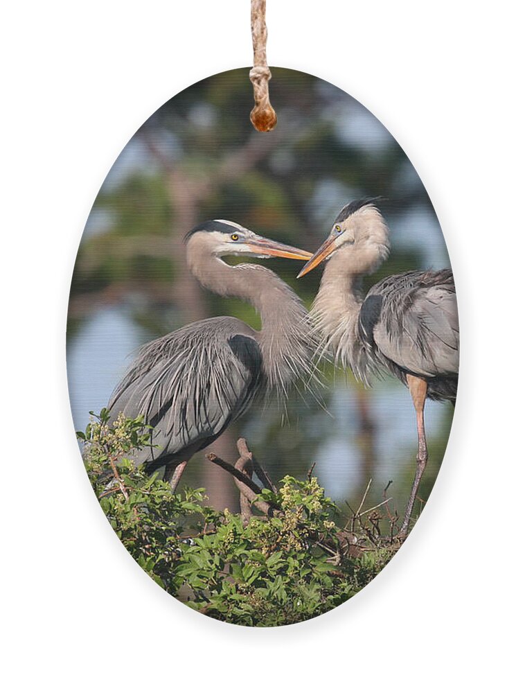 Great Blue Heron Ornament featuring the photograph Love Nest by Jayne Carney